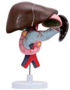 十二指腸、胰、脾解剖模型