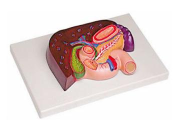 肝、胰、脾、十二指腸、胃模型